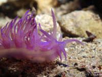 Flabellina affinis